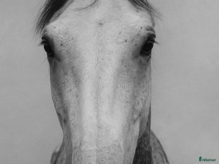 Allround hästar till salu: Mys pojke med fantastiskt psyke i Vassmolösa - Annons 1