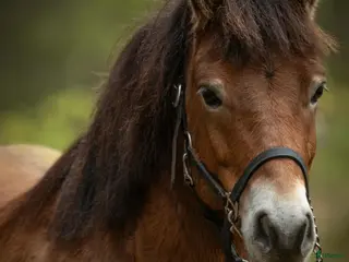 hästar Gotlandsruss -19 - Annons 15