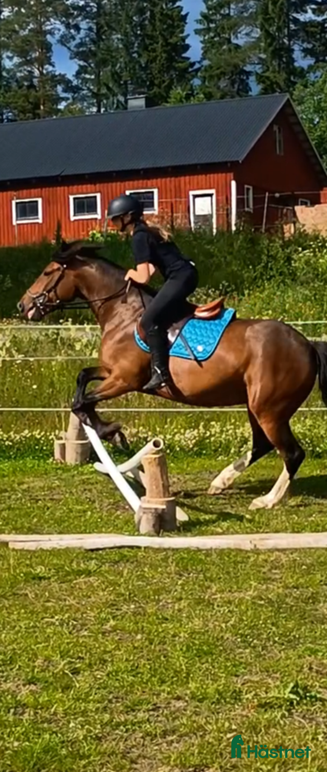 Allround hästar till salu: Levnadsglad häst med utstrålning ( PÅ PROV) i Vännäsby - Annons 6