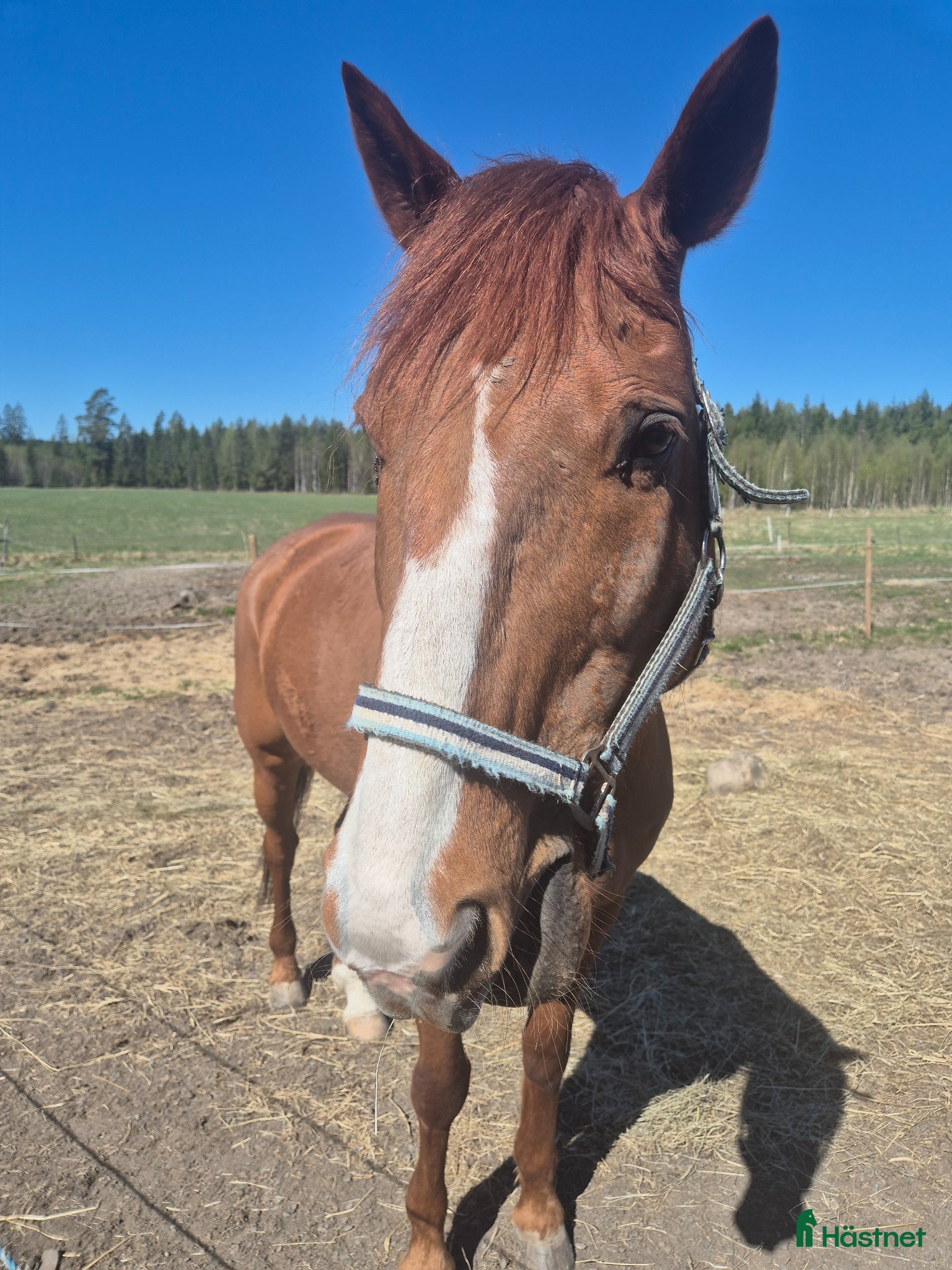  hästar Ridhäst eller trav - Annons 1