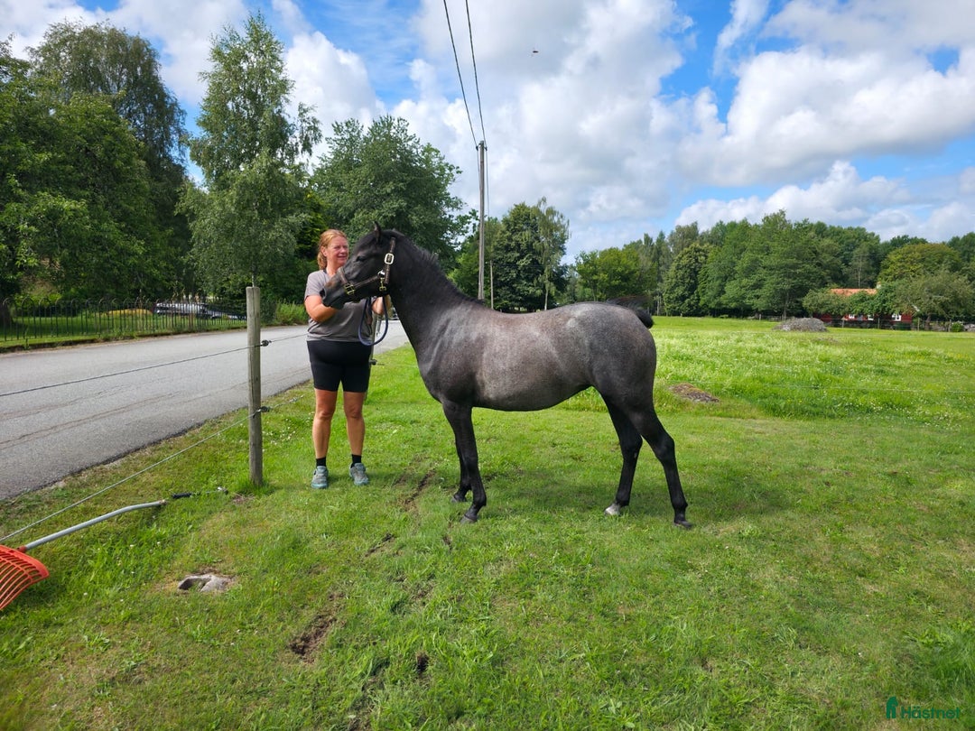 Fälttävlan hästar till salu: Lovande ponny – redo att formas i Emmaboda - Bild 4