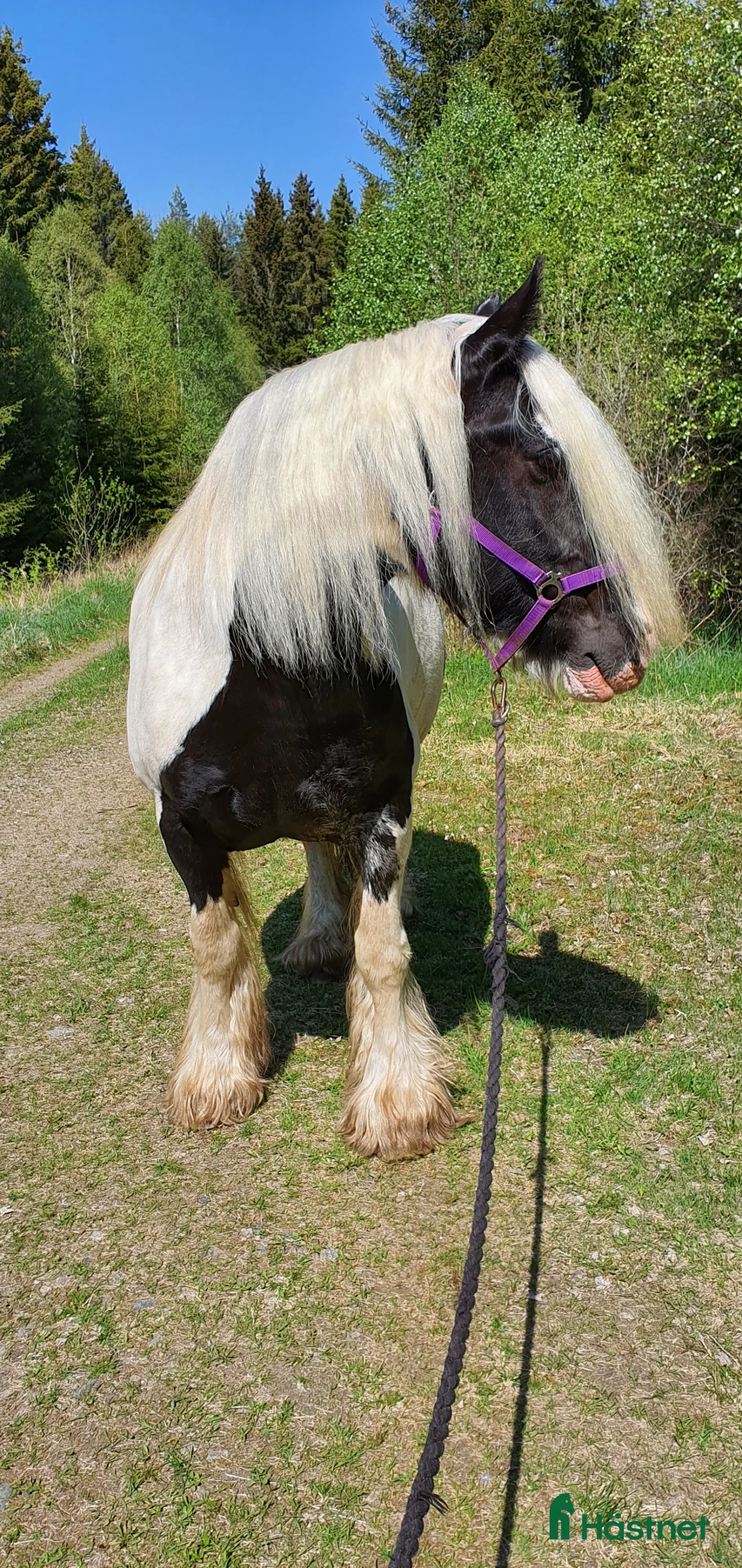  foderhäst finnes: Grace söker fodervärd i Boxholm - Annons 4