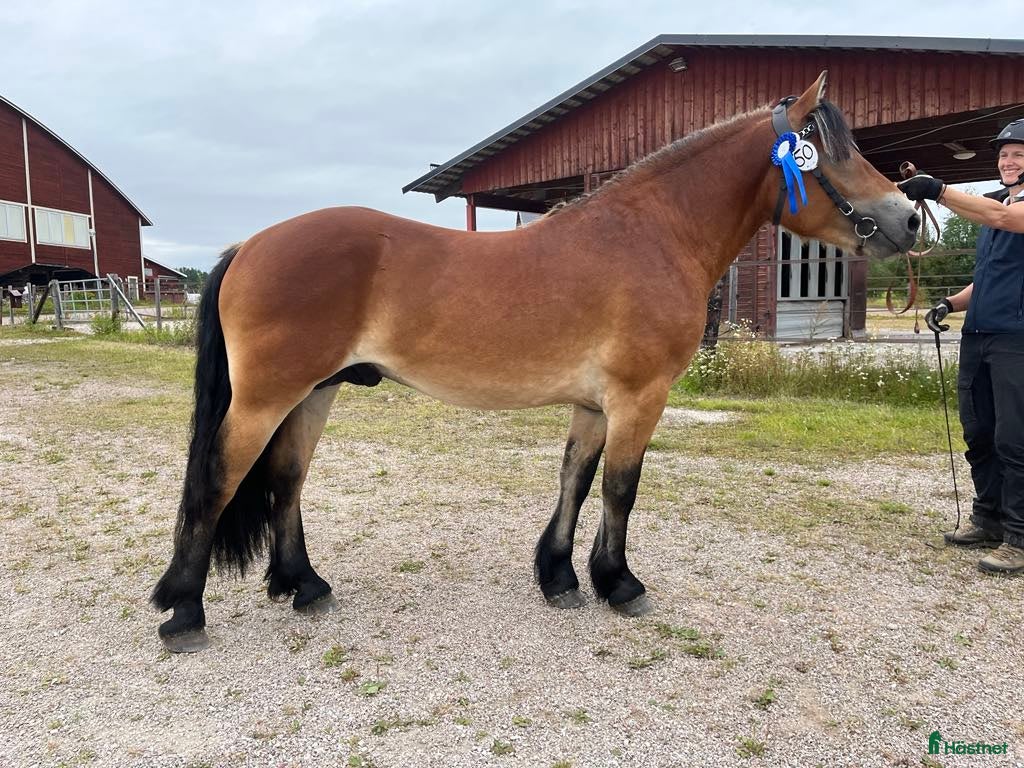  hästar Fin körhäst - Annons 16