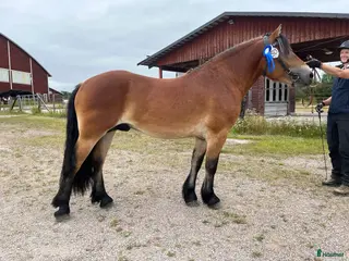 hästar Fin körhäst - Annons 16