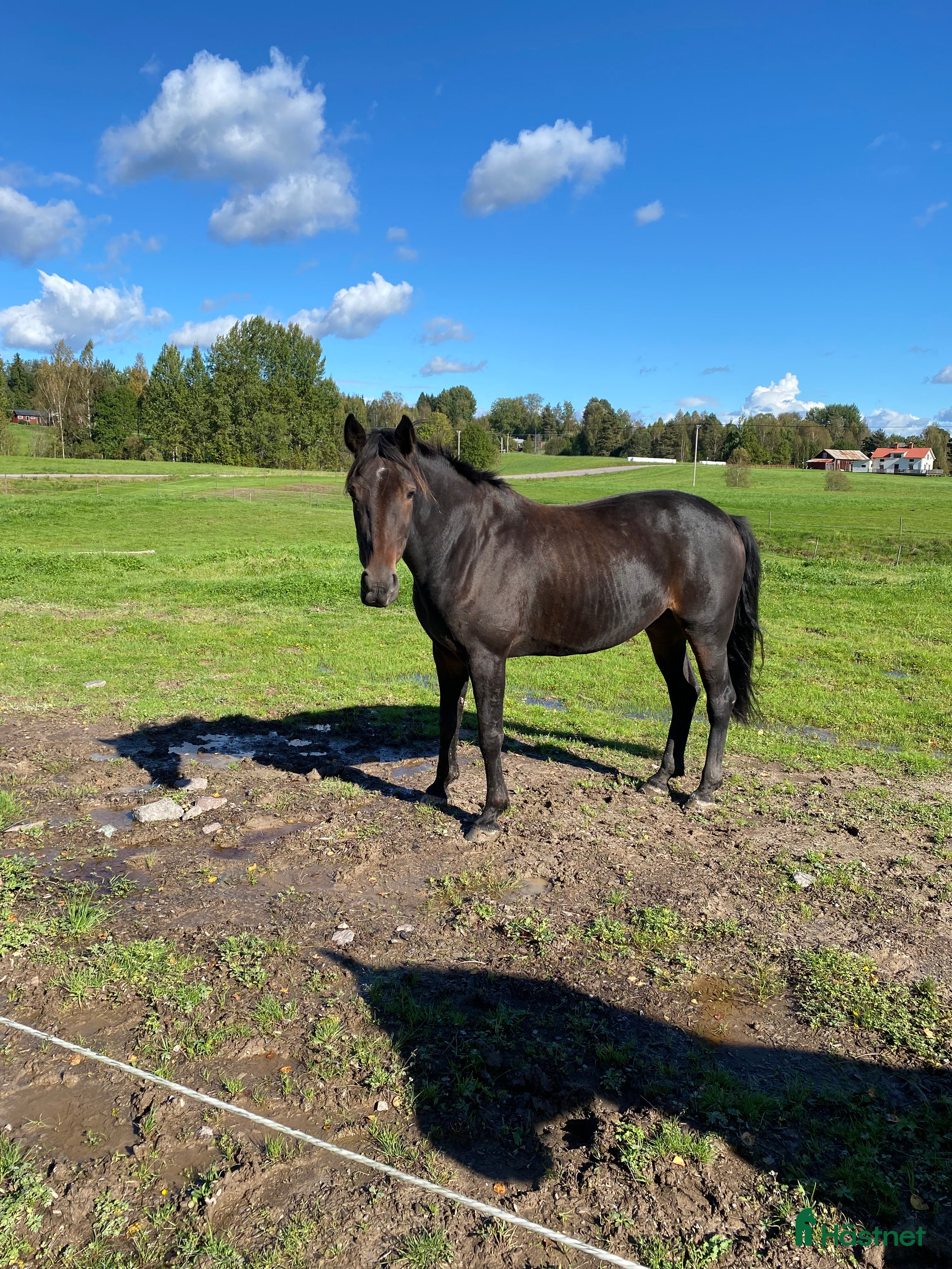 hästar Tjifen söker nytt hem! - Annons 6