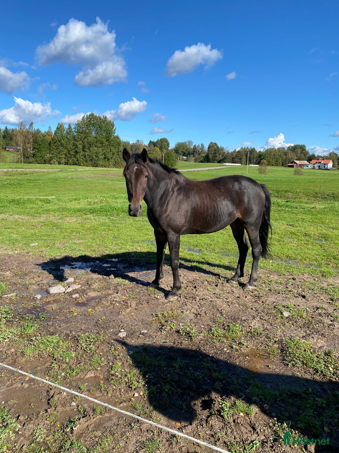 Sällskap hästar till salu: Tjifen söker nytt hem! - Annons 1