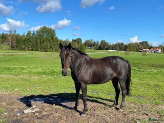 hästar Tjifen söker nytt hem! - Annons 1