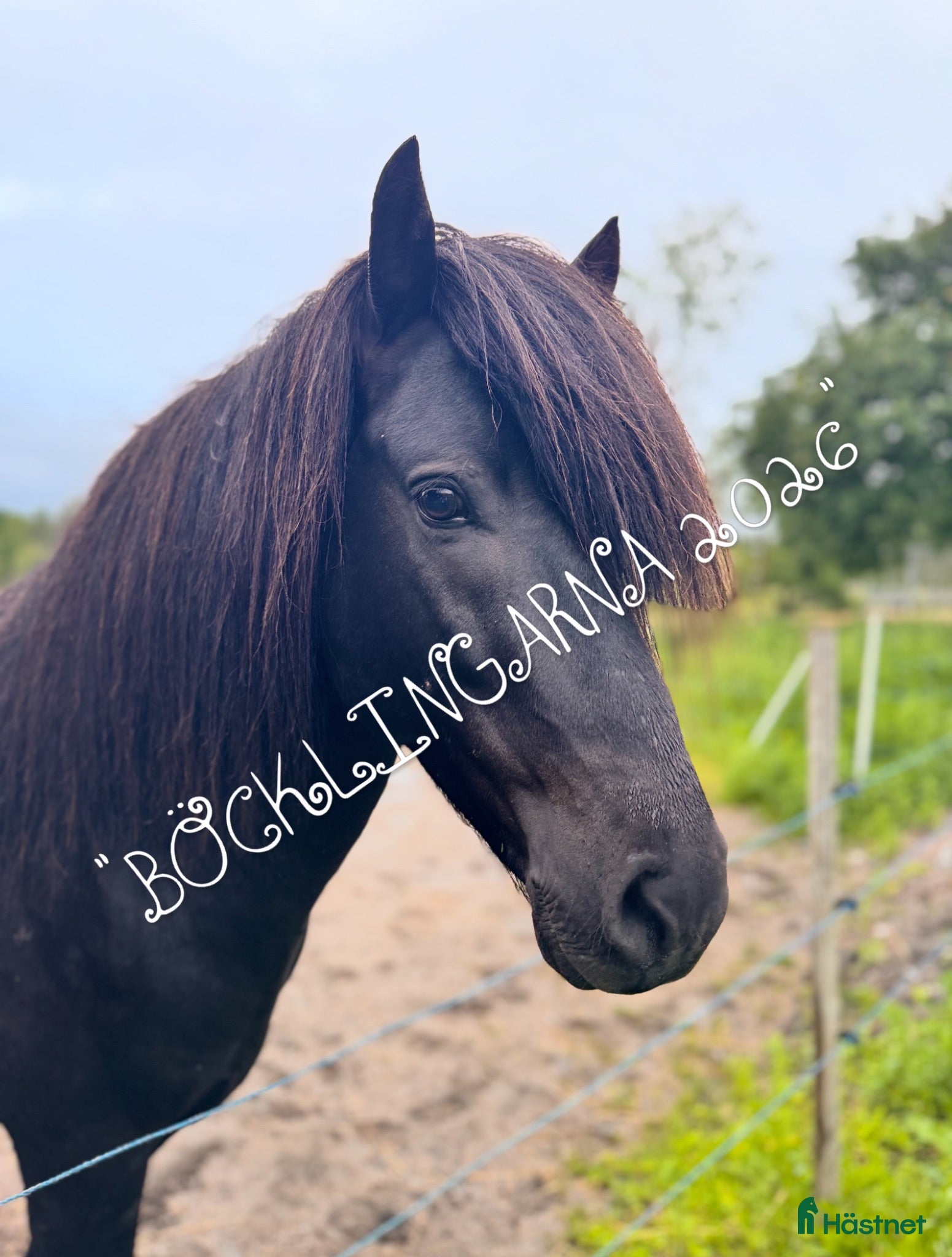  hästar Pampig lovande hingst! - Annons 1