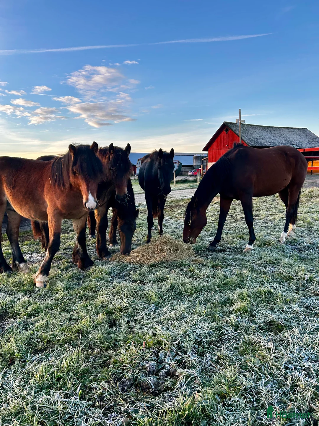 Hoppning hästar till salu: Fin 4åring i Vingåker - Annons 4