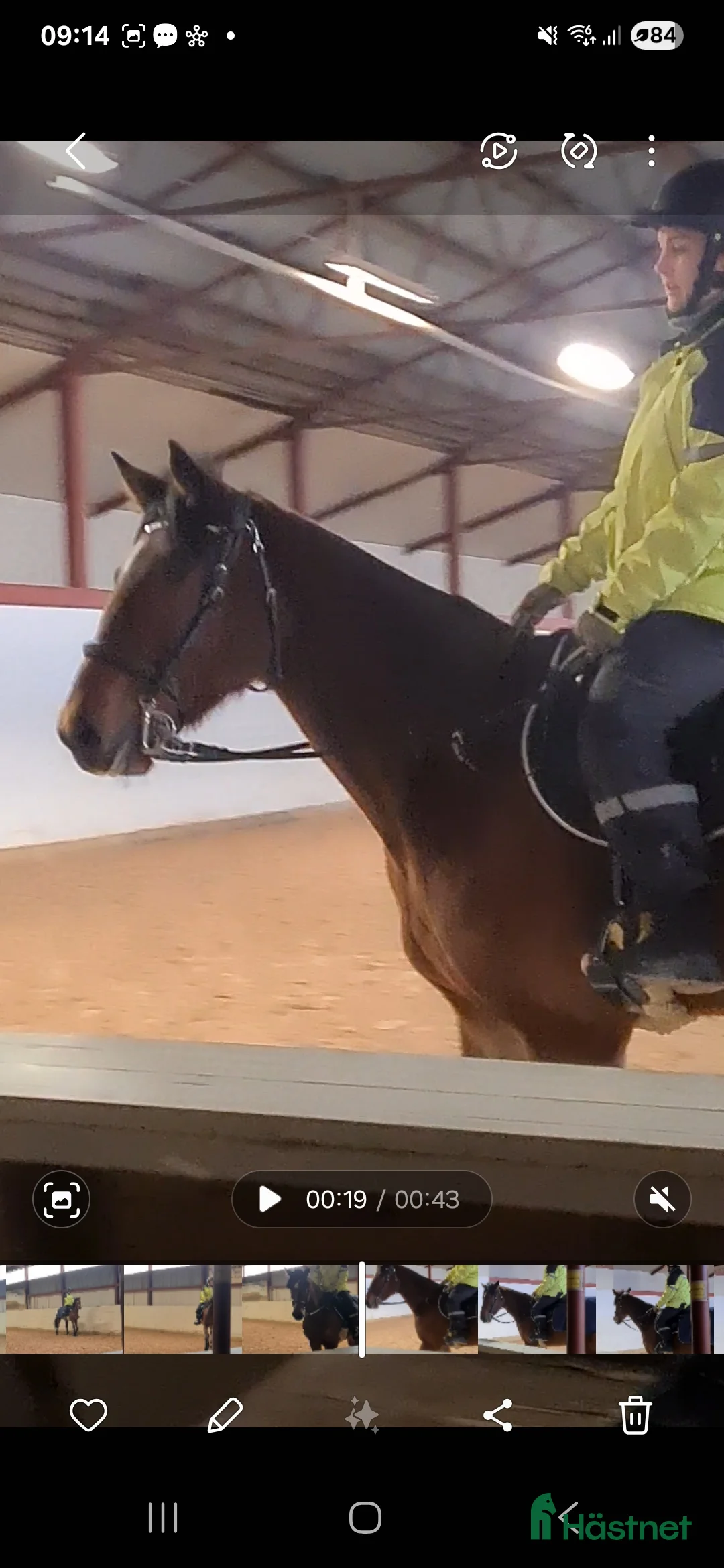 Allround hästar till salu: Söt ponnyliknande fd travare - Annons 12