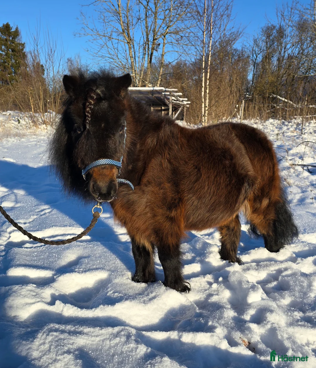 Allround hästar till salu: Sockersött shettissto i Mjölby - Annons 5