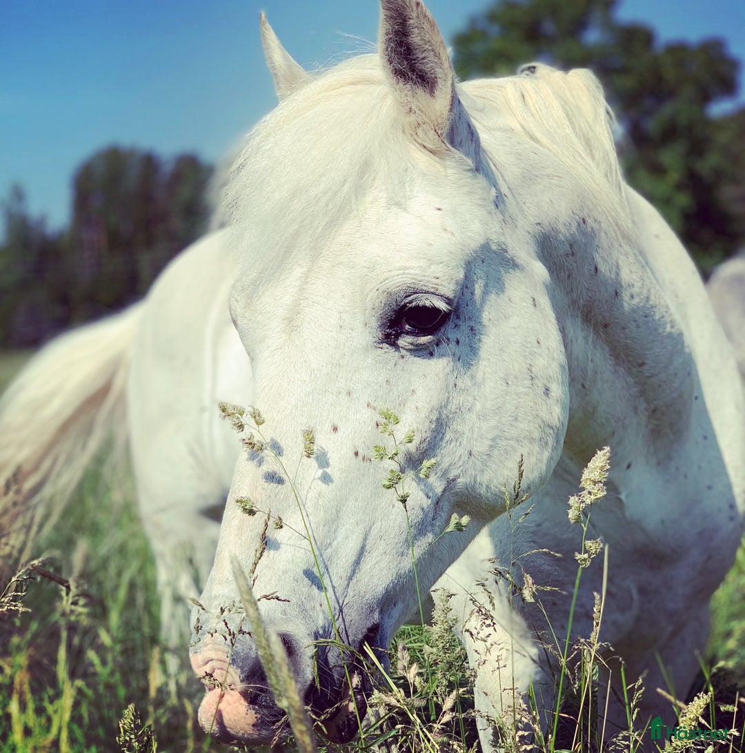  hästjobb finnes: Ridlärartjänst på Farsta ridskola i Farsta - Annons 1