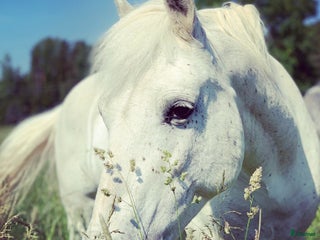 hästjobb Ridlärartjänst på Farsta ridskola i Farsta - Annons 9