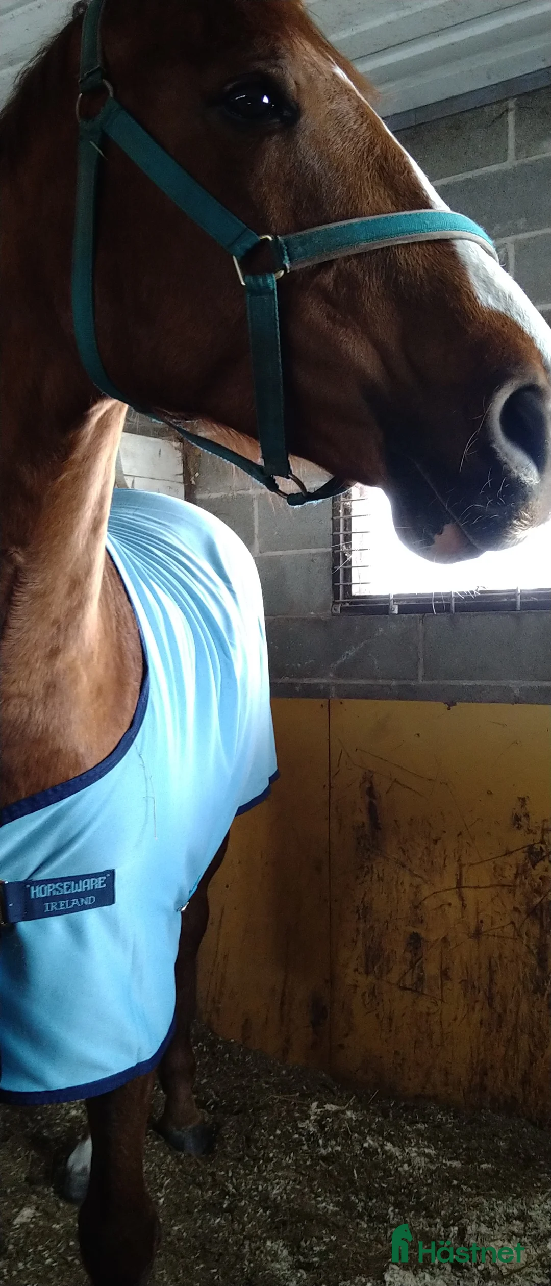 Galopp hästar sökes: Söker sto :halvblod eller fullblod projekt  - Annons 6