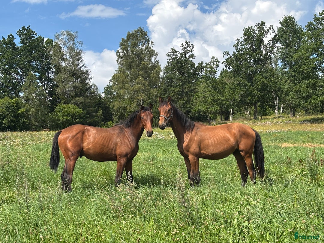 Dressyr hästar till salu:  83,3 % KNOCKANDO VH - BOCELLI i Braås - Annons 1