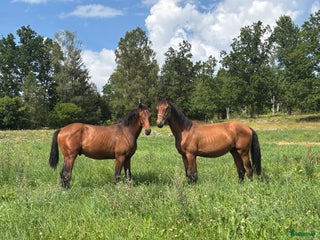 Dressyr hästar till salu: 83,3 % KNOCKANDO VH - BOCELLI i Braås - Annons 2