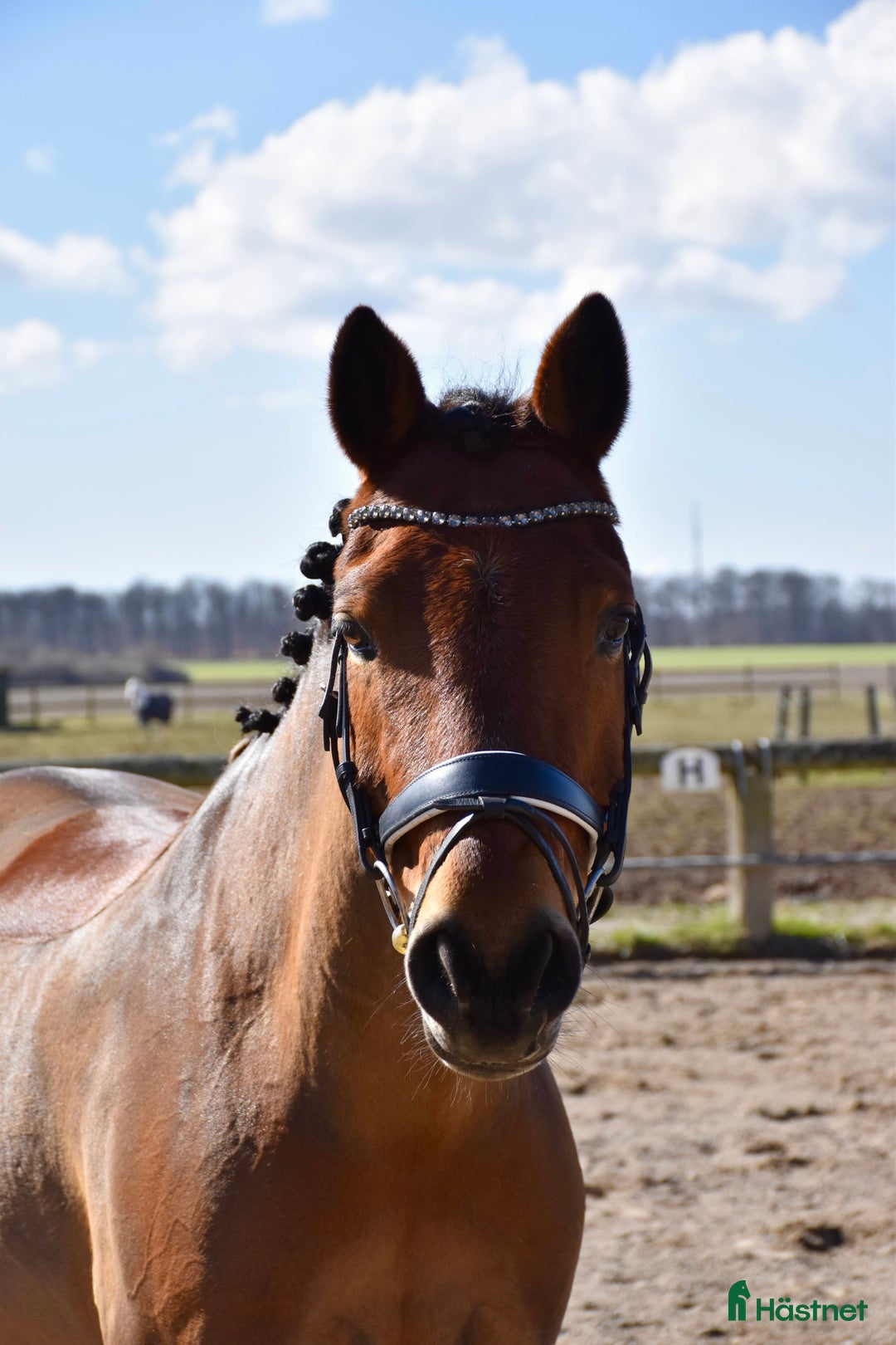  medryttarhäst finnes: Fin dressyrponny söker seriös medryttare  i Ängelholm - Annons 3