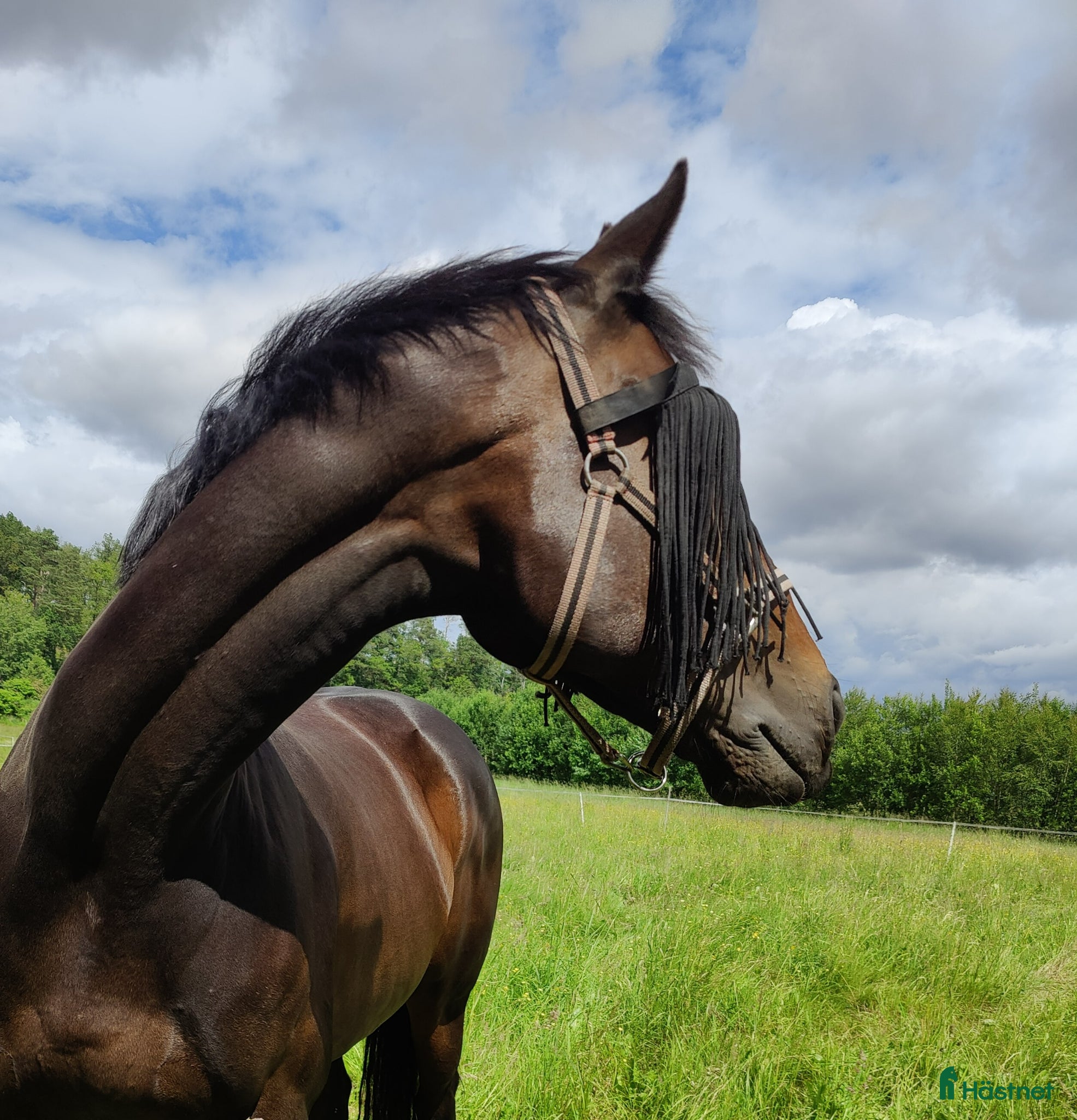  hästar Fantastiskt sto söker nytt hem - Annons 9
