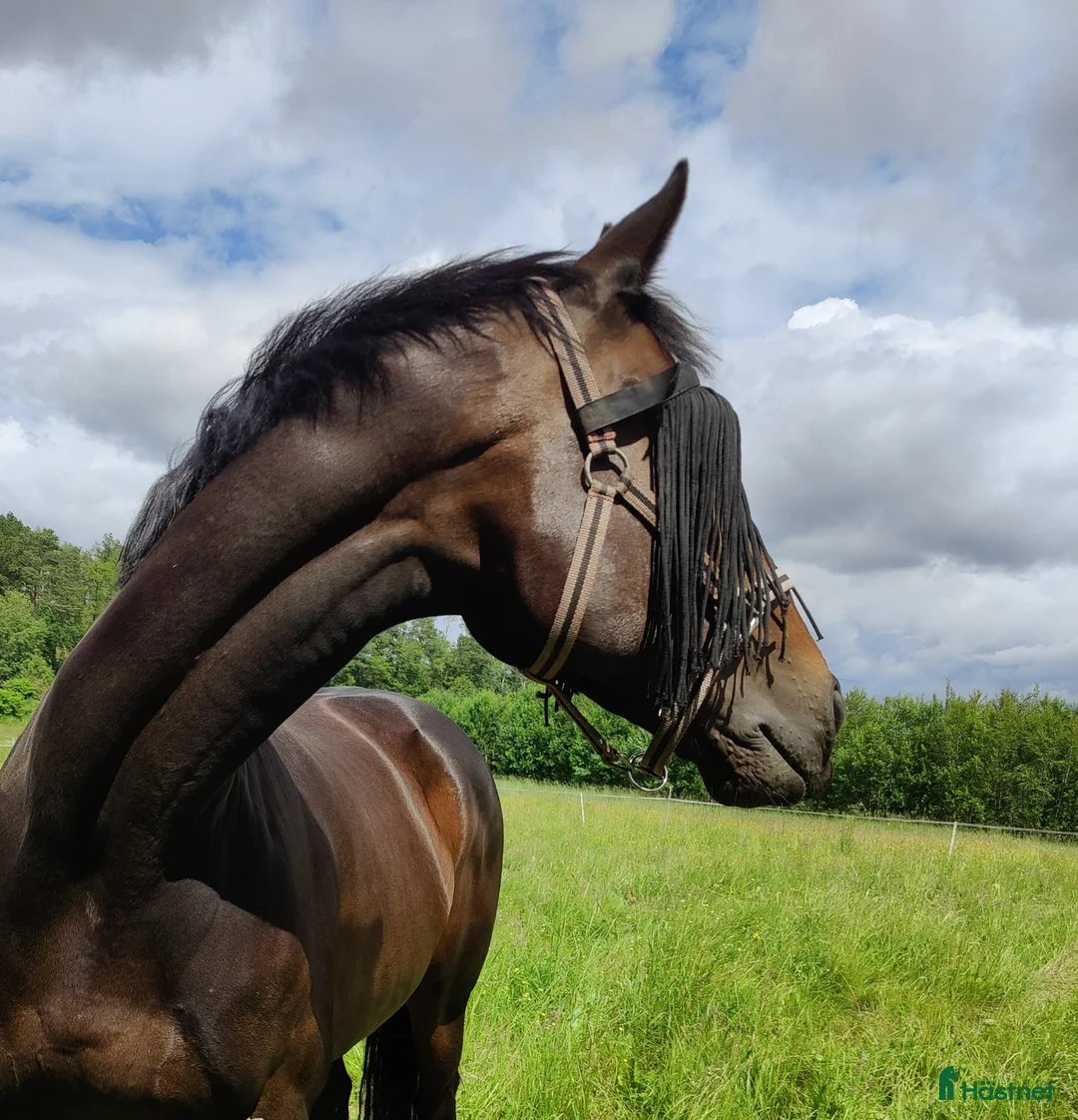 Allround hästar till salu: Fantastiskt sto söker nytt hem i Stenkullen - Annons 1