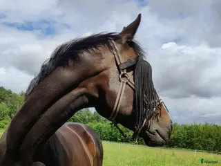 hästar Fantastiskt sto söker nytt hem - Annons 15