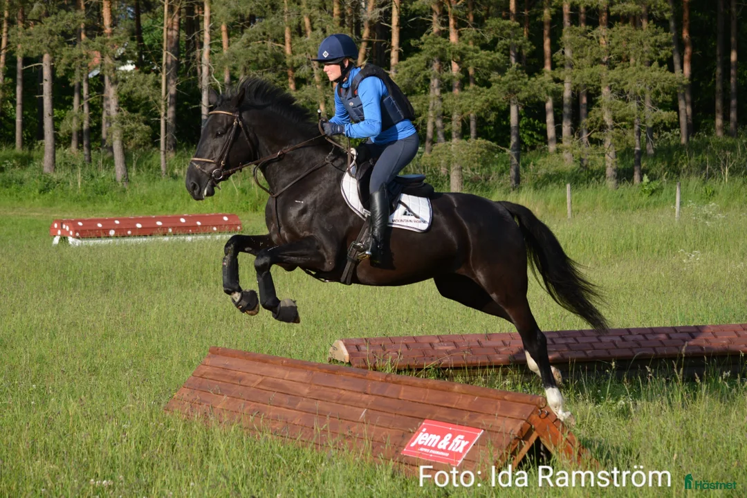 Allround hästar till salu: Härlig 5-åring  i Nässjö - Annons 2