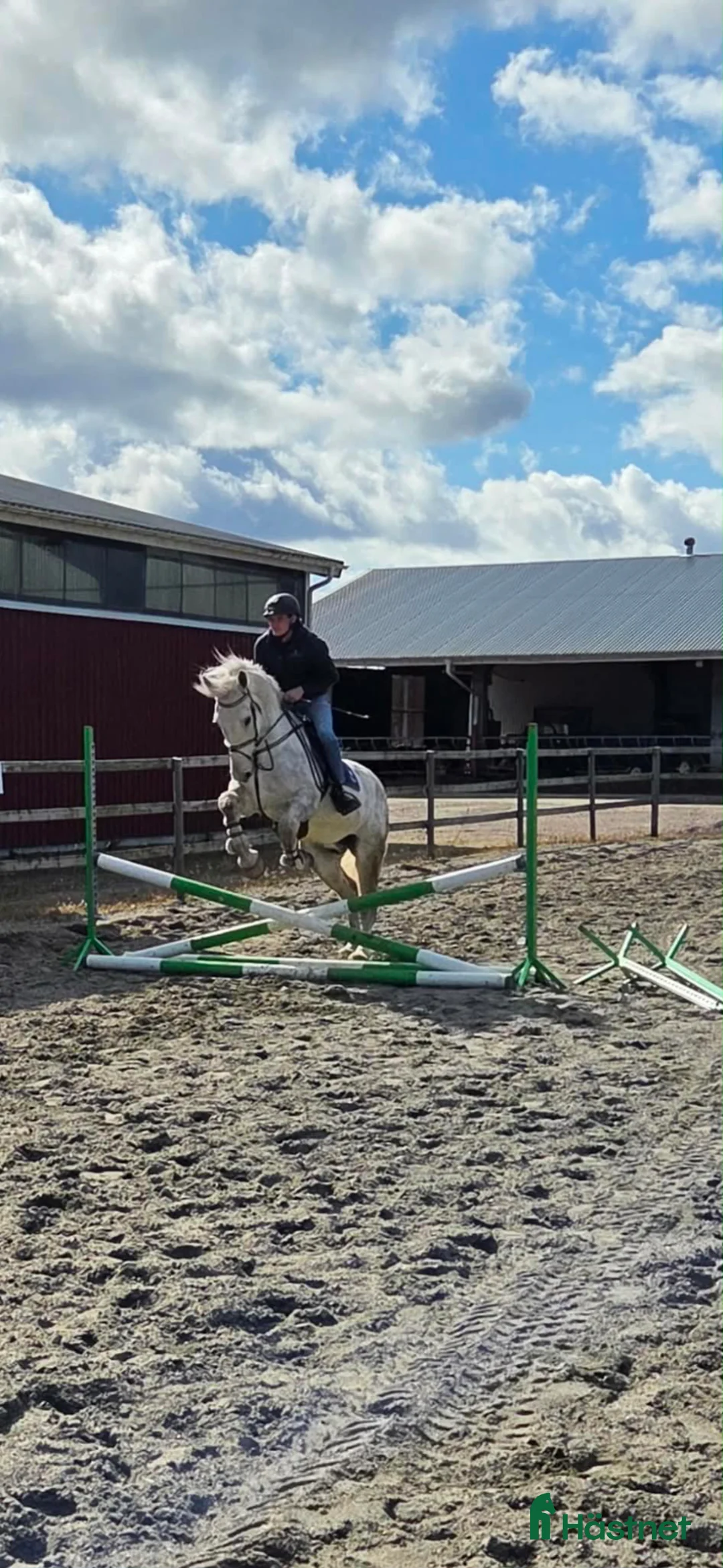Allround hästar till salu: Perfekt häst för ridskola  - Annons 1