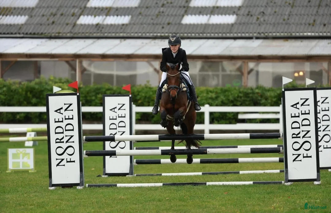 Allround hästar till salu: Ponyen til det hele - Annons 2