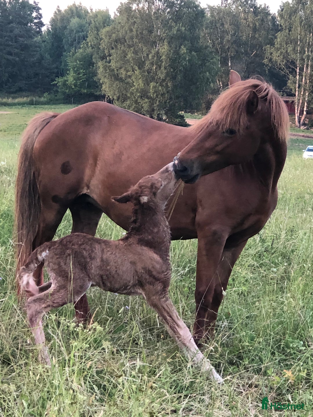 Island hästar till salu: Vackert islandssto i Täby - Annons 12