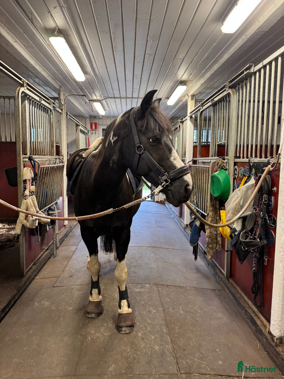 Allround hästar till salu: Världens charmigaste energiknippe - Annons 2