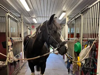 hästar Världens charmigaste energiknippe - Annons 3