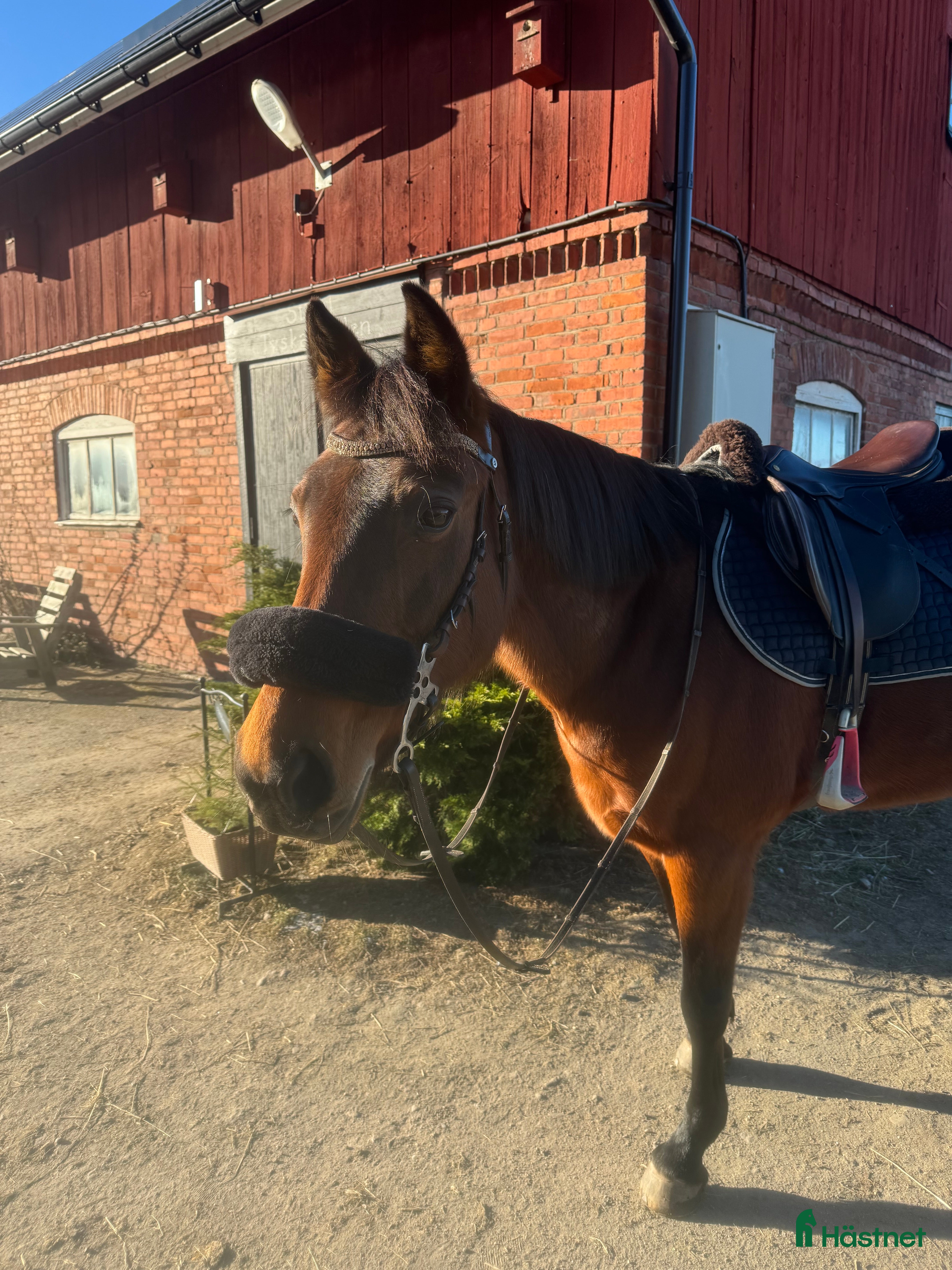  hästar Maxad D-ponny söker nytt hem! - Annons 1