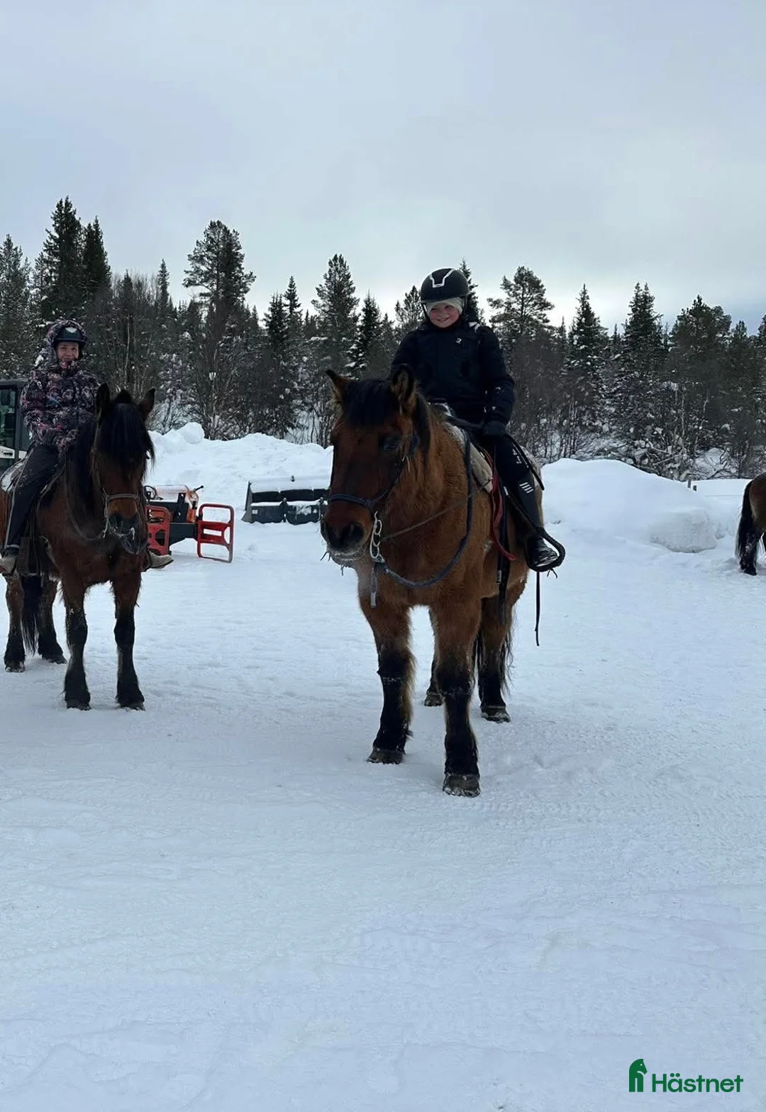  medryttarhäst sökes: Mor och dotter söker skogsmullar i Ekerö - Annons 1