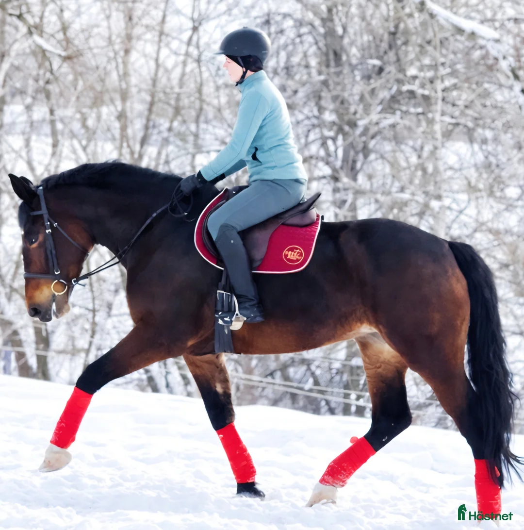 Allround hästar till salu: Your Next Adventure Awaits - perfect for everybody i Örsundsbro - Annons 4