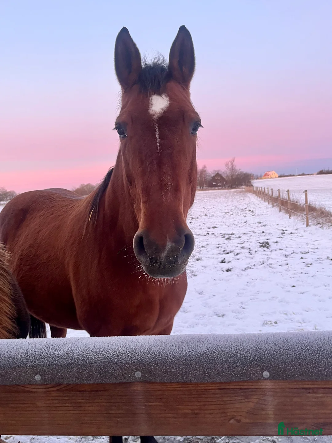 Avelshästar hästar till salu: Underbart avelssto Baltic VDL - Indoctro  - Annons 2