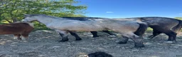 Allround hästar till salu: Välhanterad connemara - Annons 7