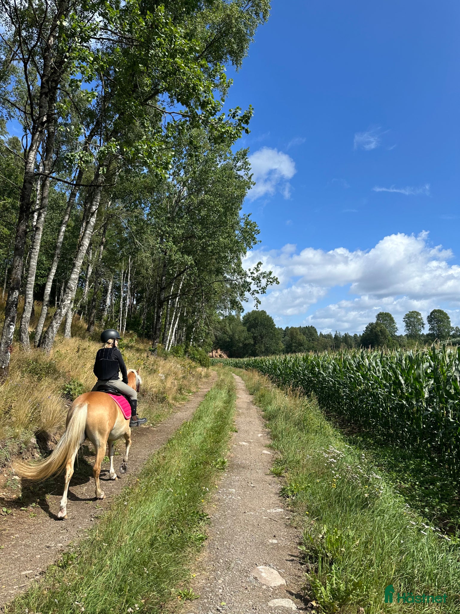  foderhäst Söker trygg läromästare  - Annons 1