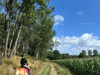 foderhäst Söker trygg läromästare - Annons 1