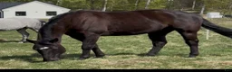 Western hästar till salu: Intressekoll - Quarter - Annons 4