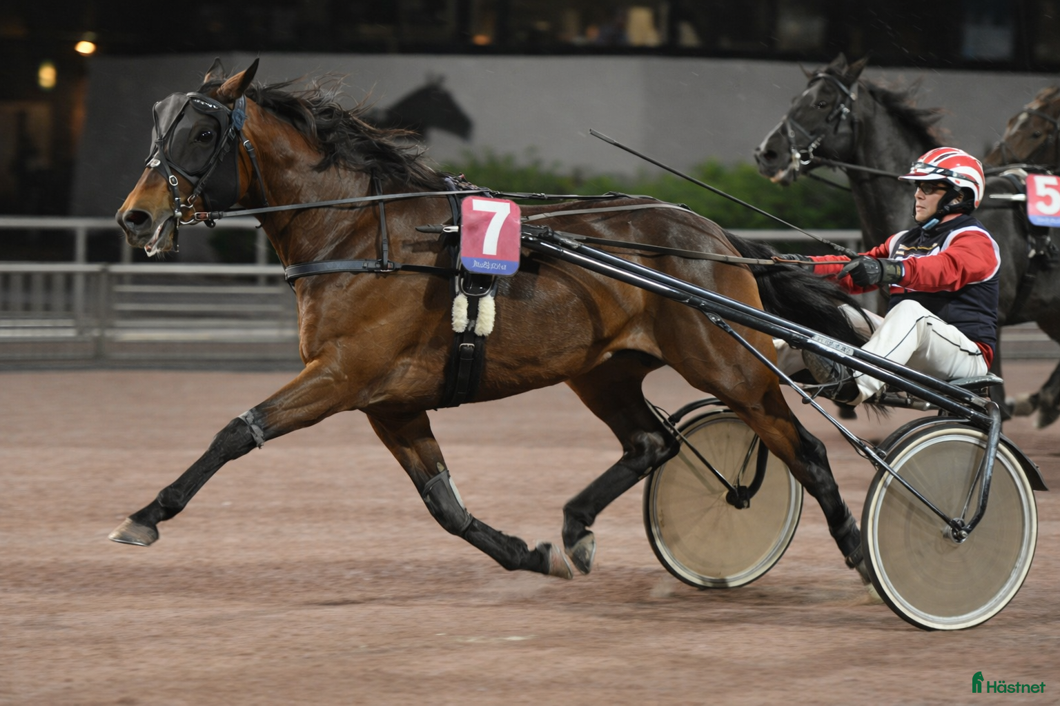  foderhäst Söker varmblods travare för träning - Annons 2