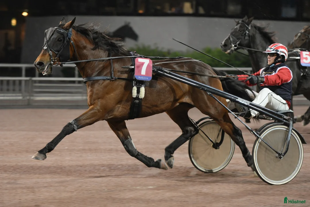  foderhäst sökes: Söker varmblods travare för träning i Bromma - Annons 1