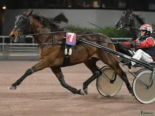 foderhäst Söker varmblods travare för träning - Annons 2