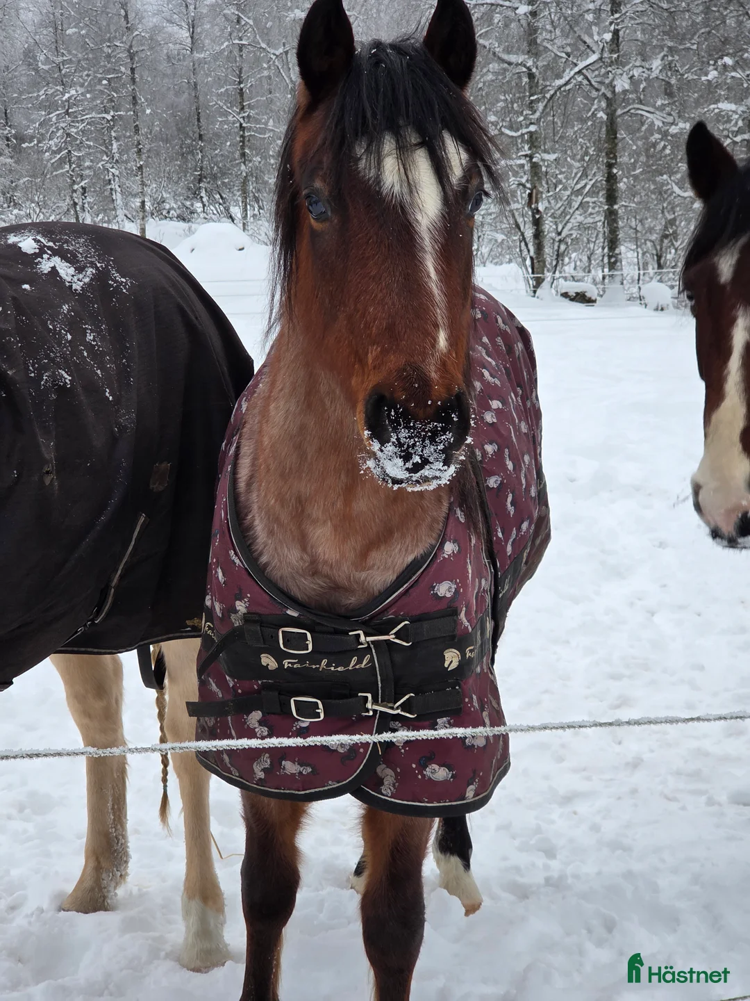 Allround hästar till salu: Welsh partbred - Annons 4