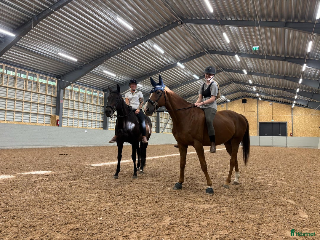 Hoppning hästar till salu: Potential showjumper - Annons 7