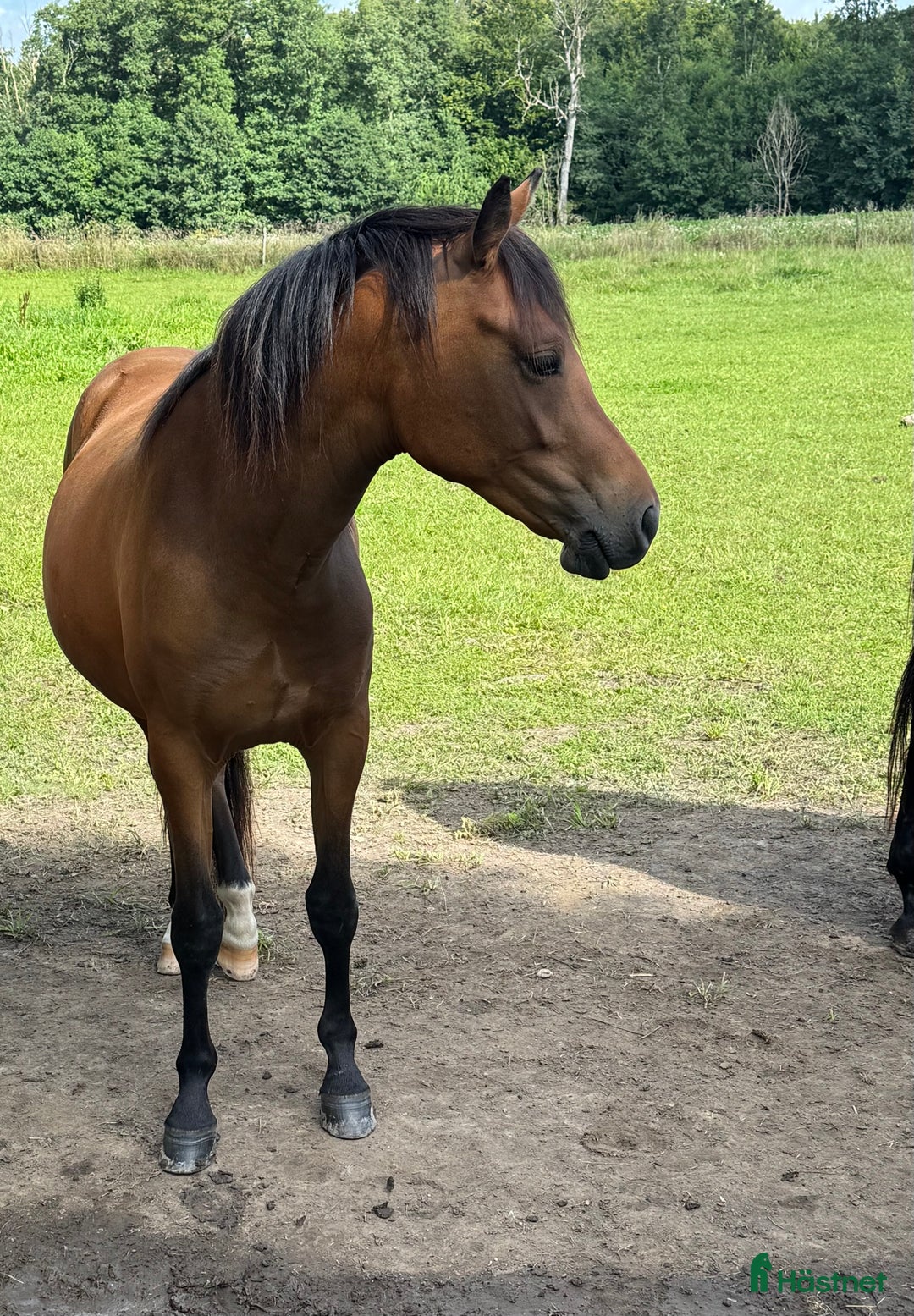 Allround hästar till salu: Jättetrevligt och vackert ungsto i Sjöbo - Annons 2
