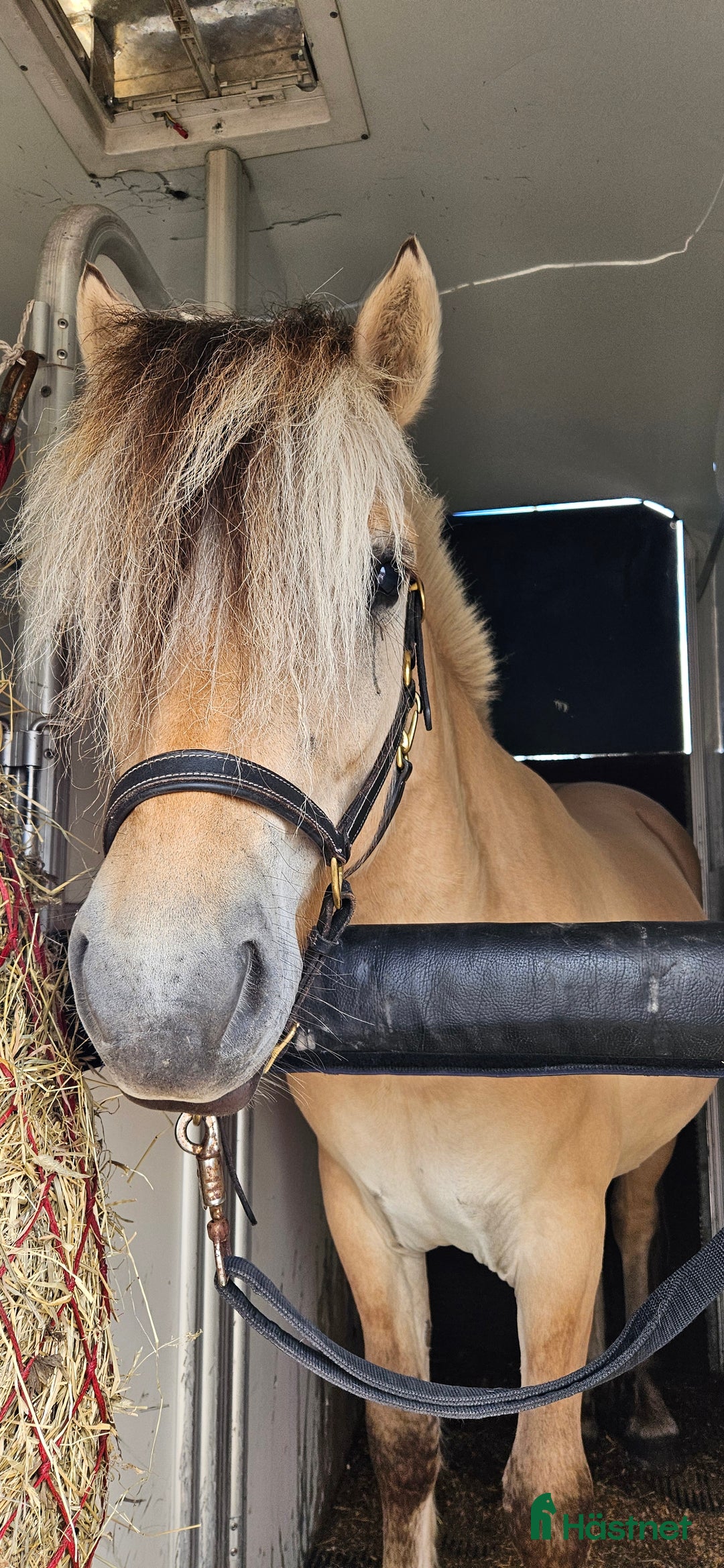 Allround hästar till salu: Lothar, världens bästa häst ♡ i Söderköping - Annons 5