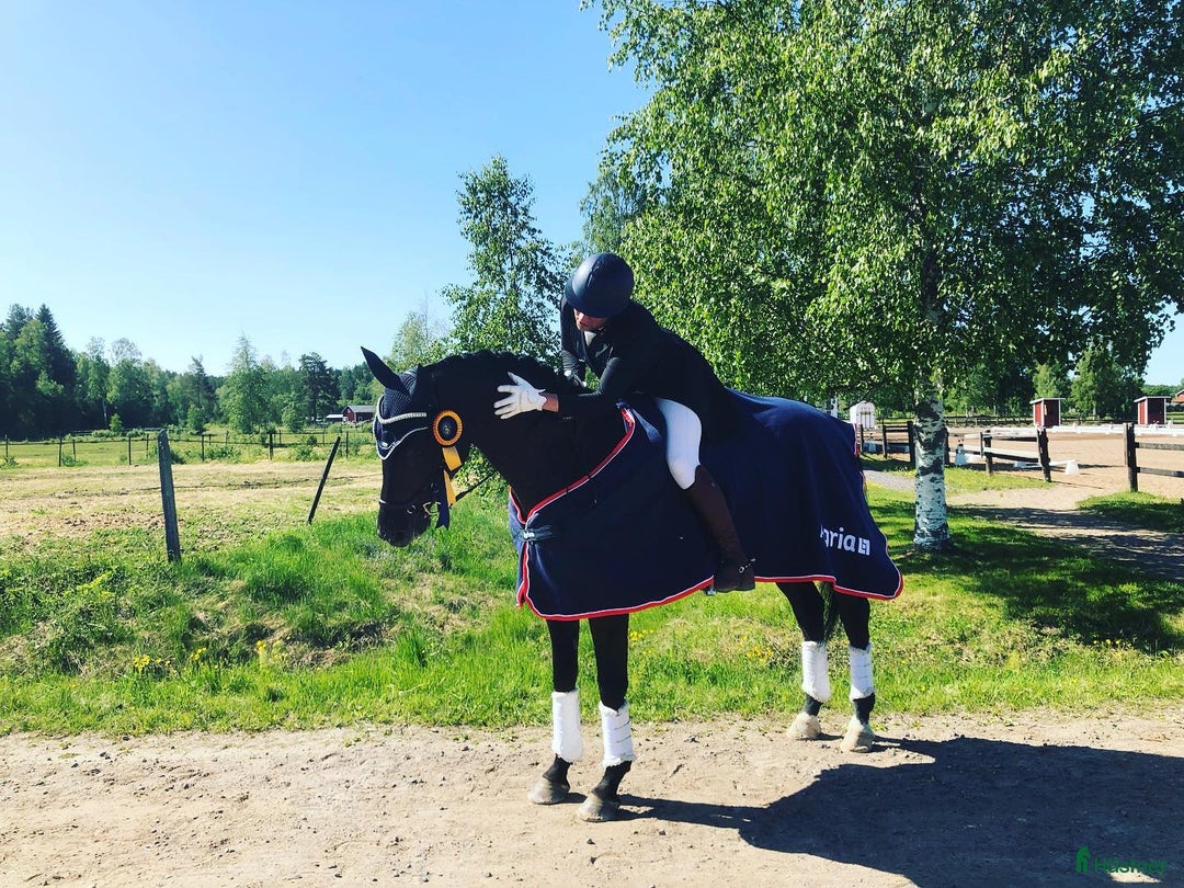  hästservice finnes: Ledig plats för häst i träning  i Edsbyn - Annons 2