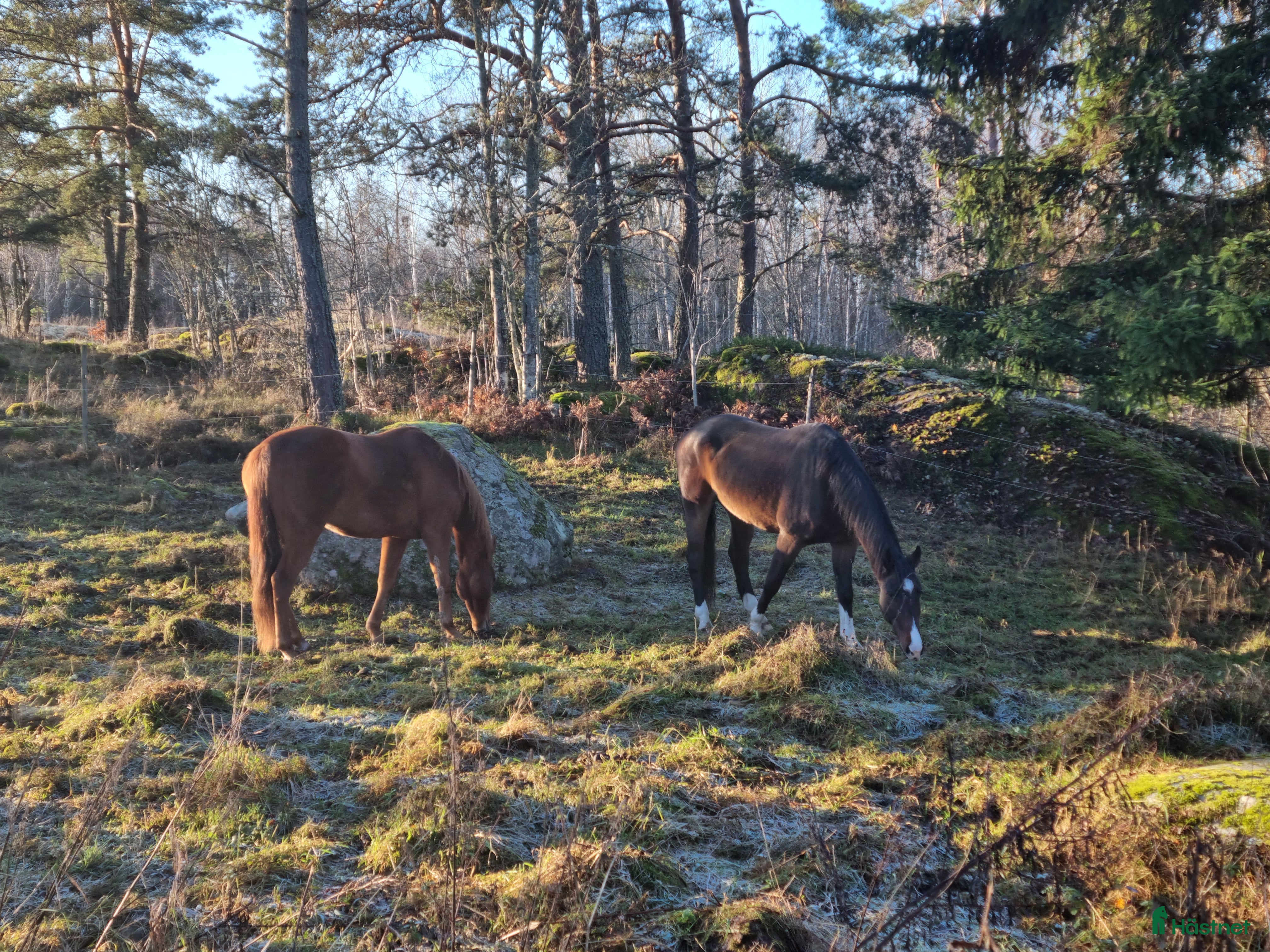  stallplats Lösdrift för svårfödd valack/sto - Annons 2