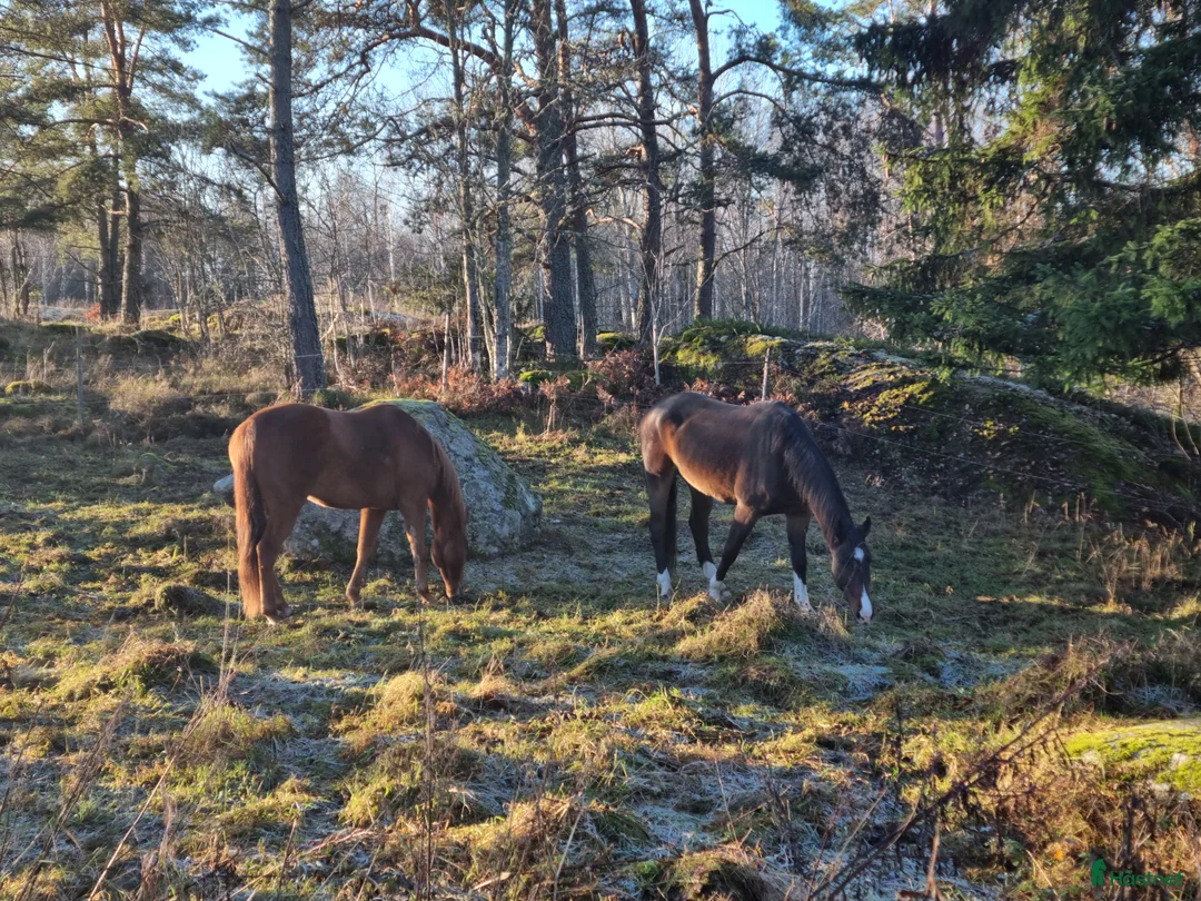  stallplats finnes: Lösdrift för svårfödd valack/sto - Annons 1