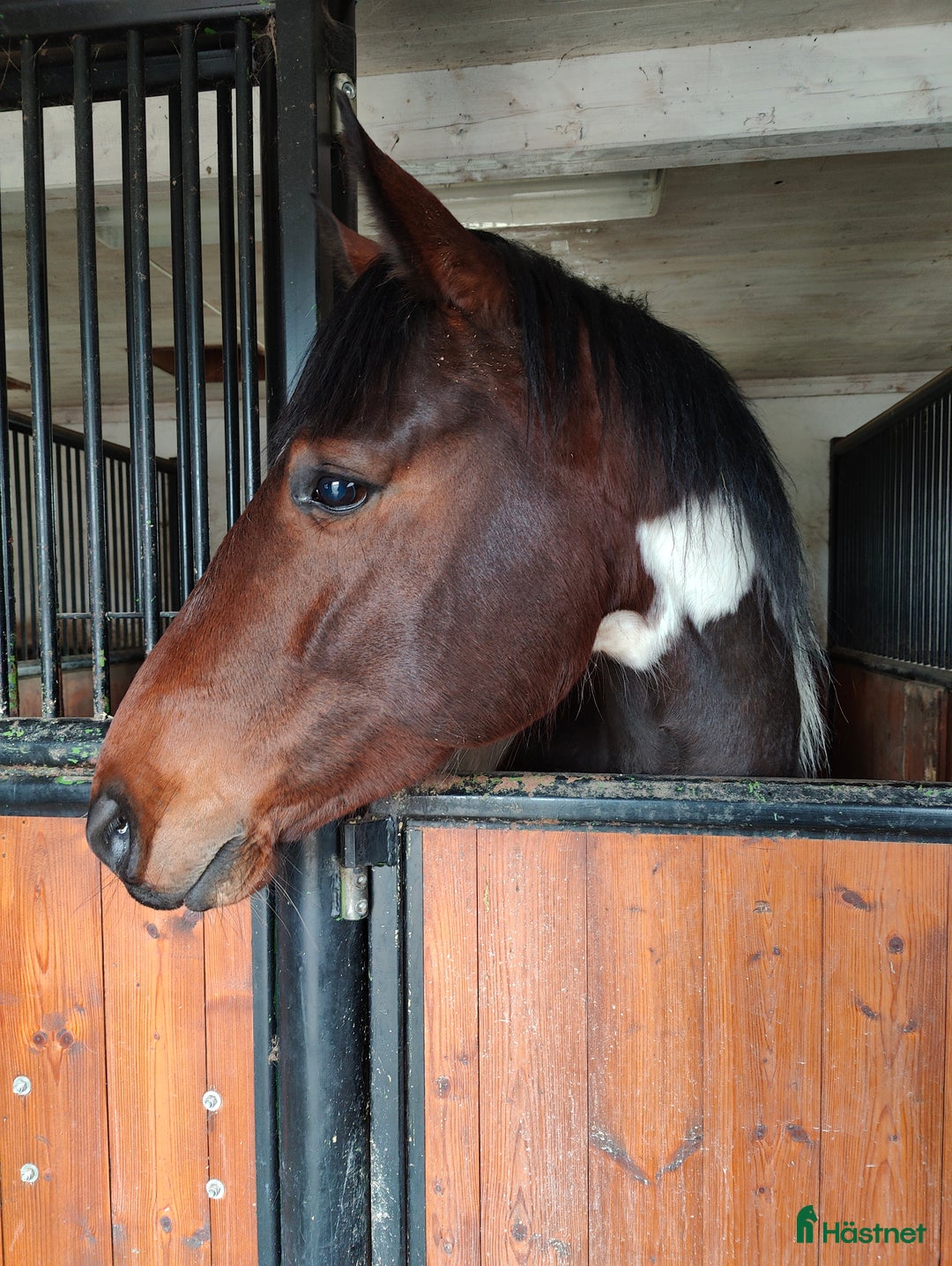 Western hästar till salu: Reg. APHA, Bay Tobiano Sto 8 år i Örebro - Annons 3