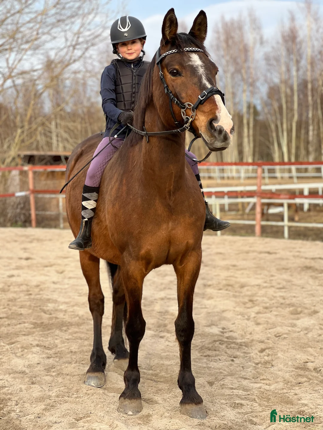 Sällskap hästar till salu: Ridbar sällskapshäst i Alnö - Annons 1